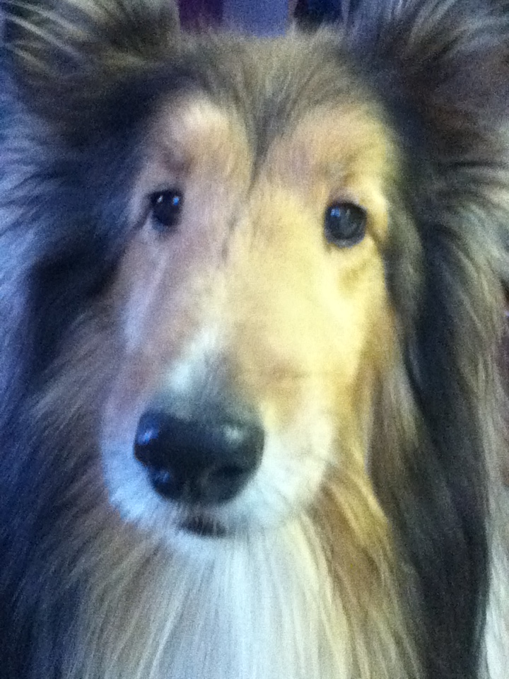 The best sheltie in the world, as long as you don't count barking and annoying wake ups in the middle of the night!